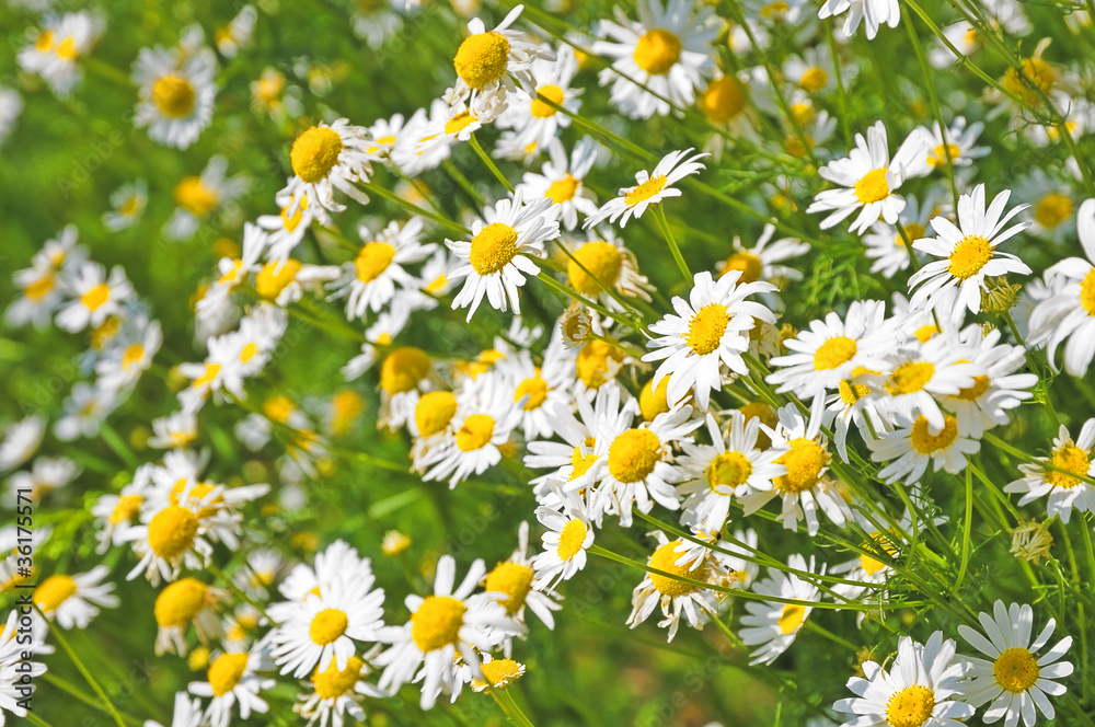 Fototapeta premium field of daisyes