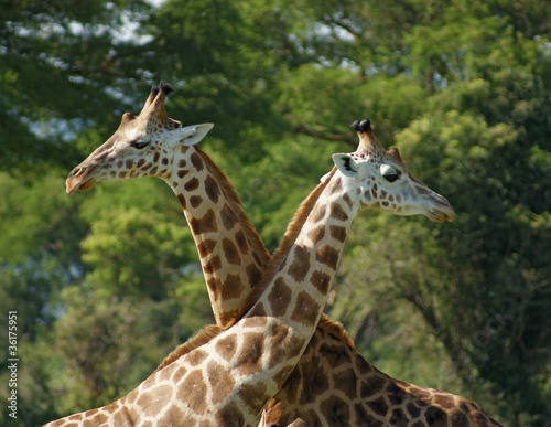 some Giraffes in Africa