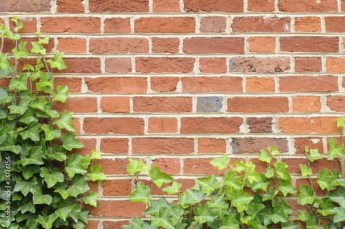Ivy on Brick Wall
