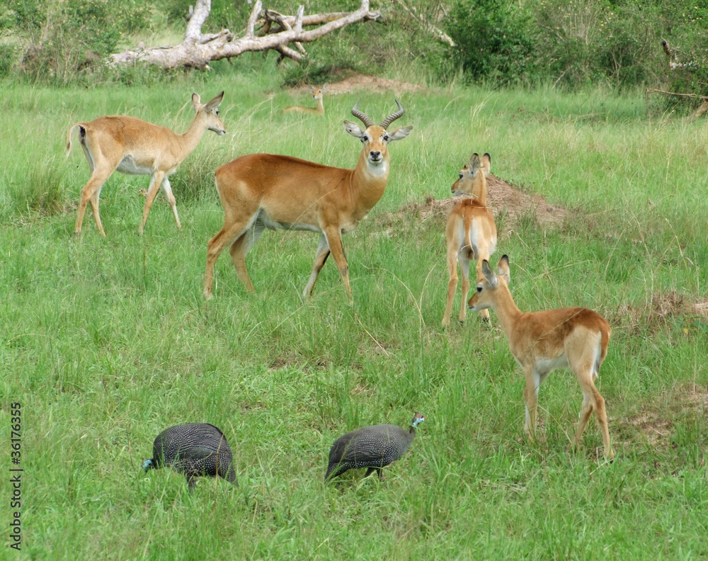 Obraz premium Uganda Kobs in grassy vegetation
