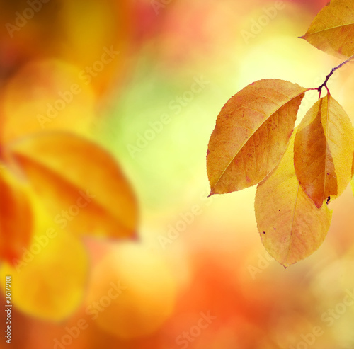 Fall. Autumn Background