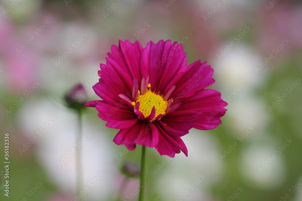 Fototapeta premium コスモスの花