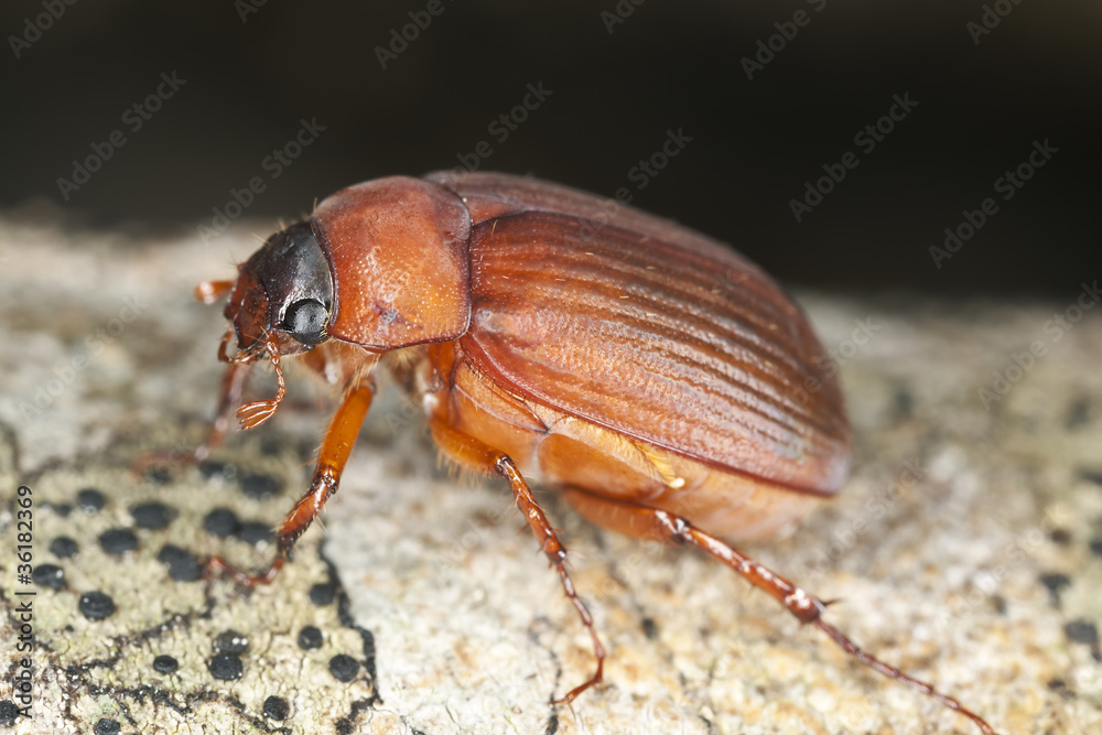 Brown chafer (Serica brunnea) sitting on wood Brown chafer (Serica brunnea) sitting on wood