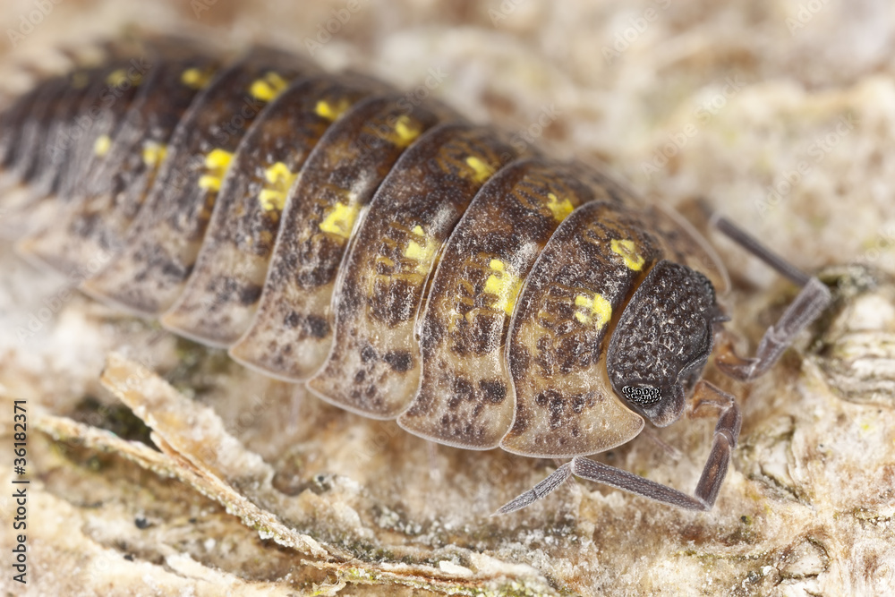 Pillbug on wood, extreme close-up Pillbug on wood, extreme close-up