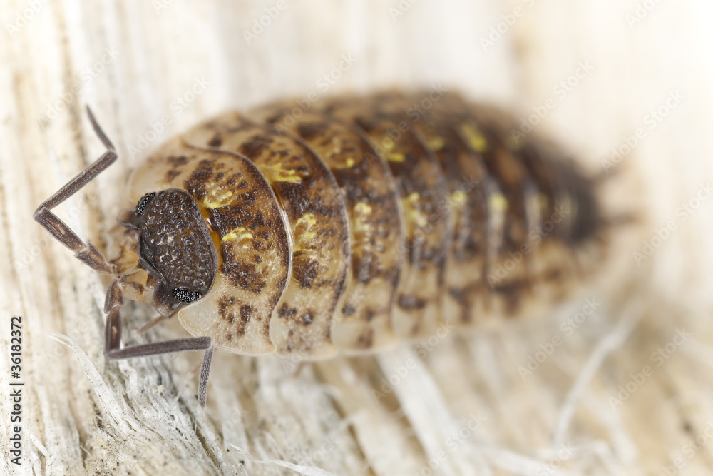Pillbug on wood, extreme close-up Pillbug on wood, extreme close-up