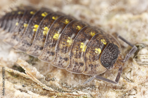 Pillbug on wood, extreme close-up
