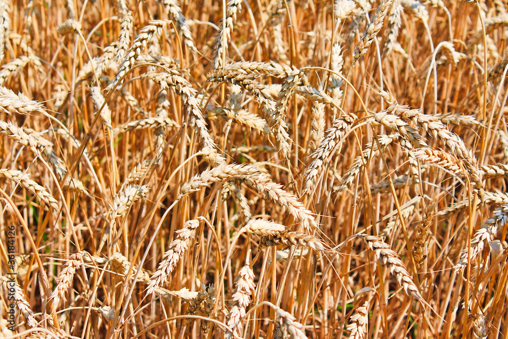 Fototapeta premium Golden ripe ears of wheat on the field