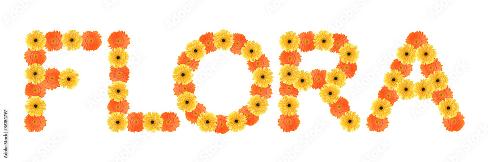Flora word created by daisy flowers