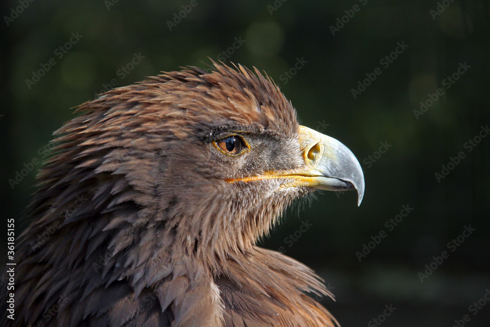 Obraz premium Scrutinizing the distance