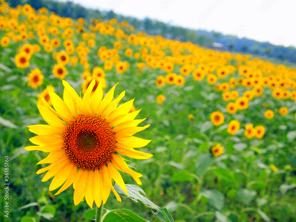 Obraz premium Sunflower field
