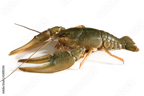 Crayfish on white background