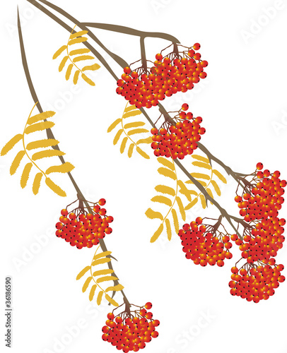rowanberry isolated on white background illustration