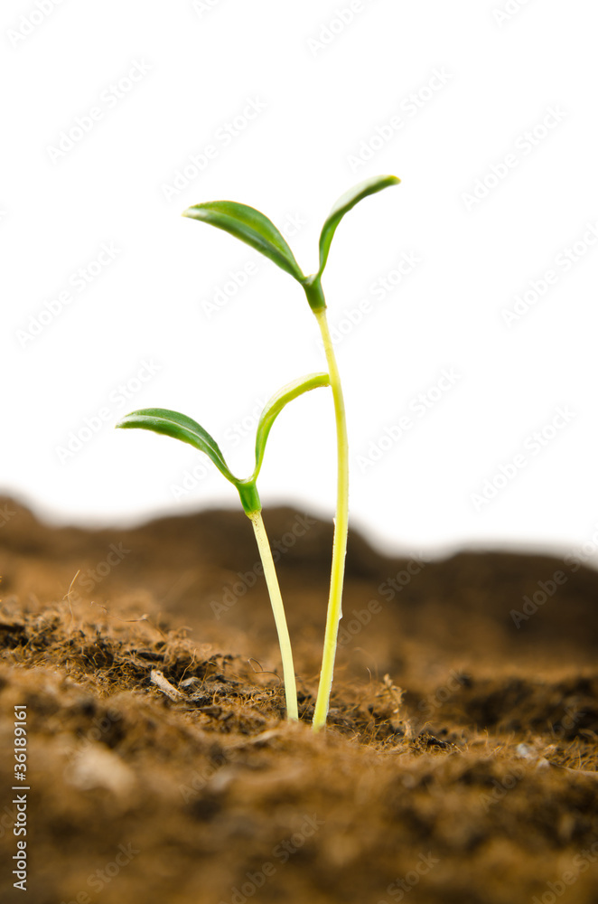 Green seedlings in new life concept Green seedlings in new life concept