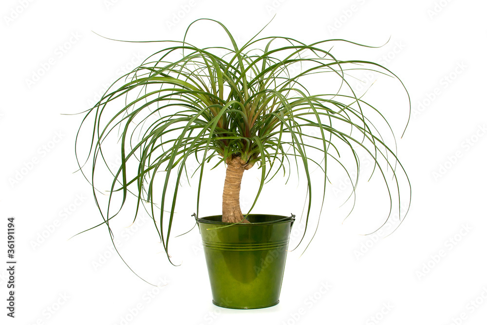 elefantenfu wasserbedarf Elefantenfu | Beaucarnea recurvata