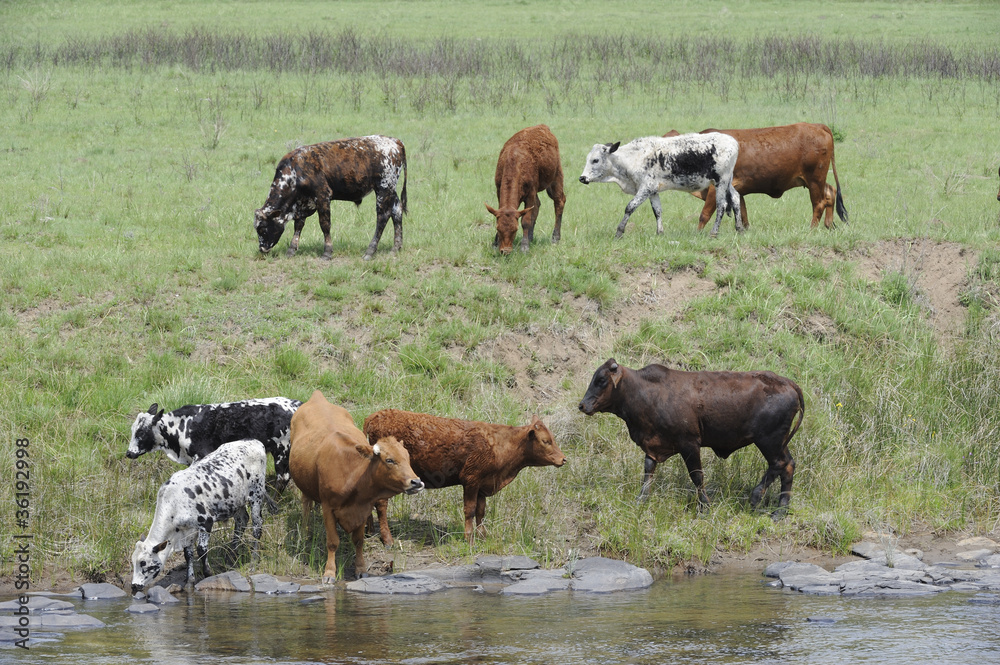 Nguni cattle drinking,Kwazulu Natal, South Africa Nguni cattle drinking,Kwazulu Natal, South Africa