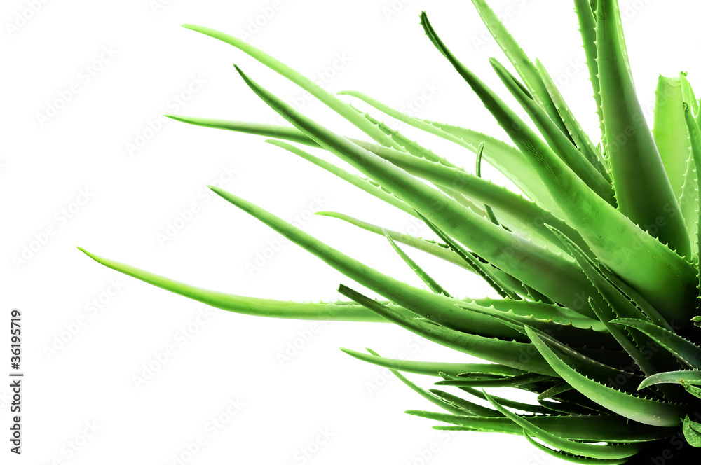 Abstract tentacle aloe flower on white background Abstract tentacle aloe flower on white background