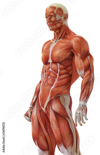 фотографія muscle man stand up