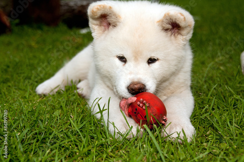 Akita Inu mit Spielzeug 2