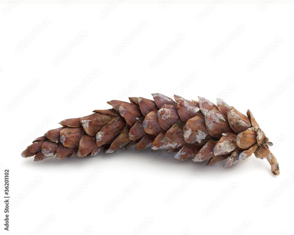 Pinecone Pinecone