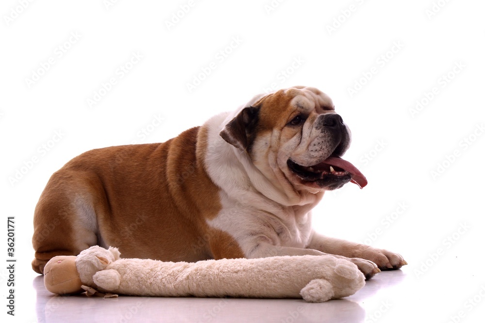 Junghund englische Bulldogge mit Spielzeug