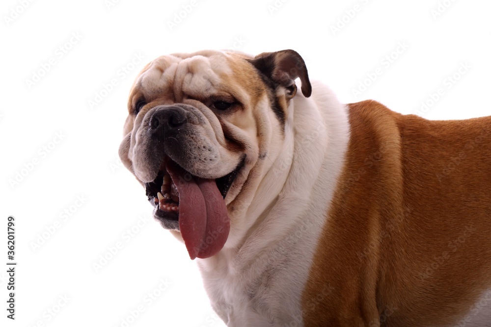 Junghund englische Bulldogge Portrait