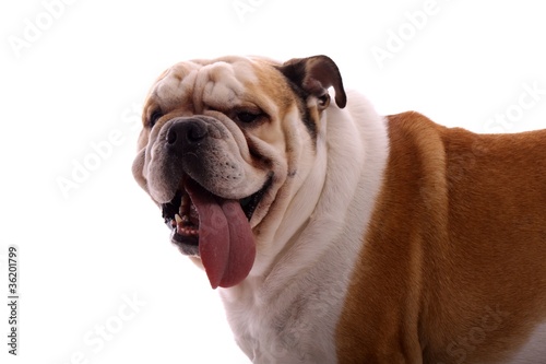 Junghund englische Bulldogge Portrait © fotowebbox