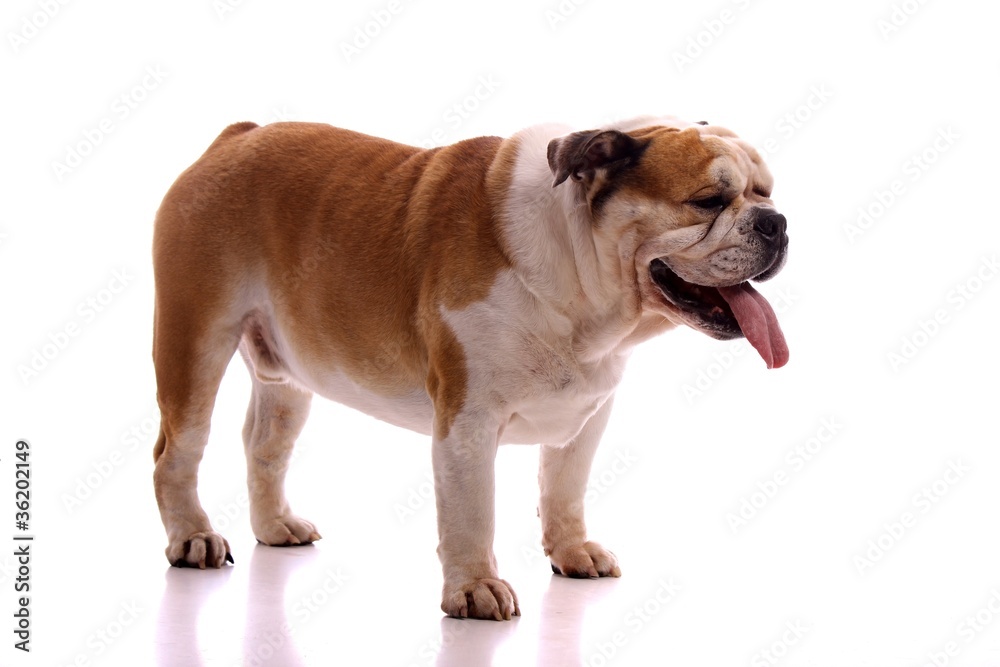 Junghund englische Bulldogge stehend