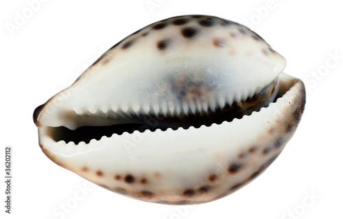 Sea cockleshell