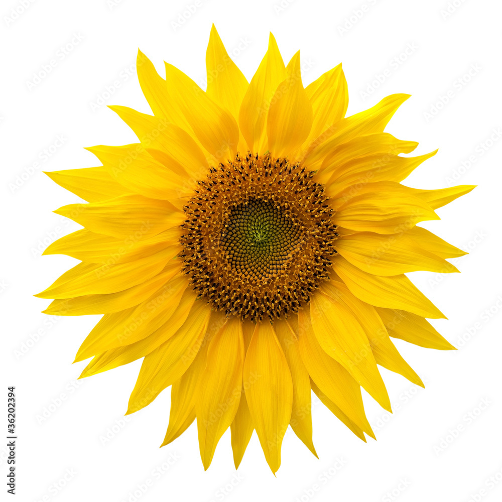 Fototapeta premium Yellow sunflower isolated on white background