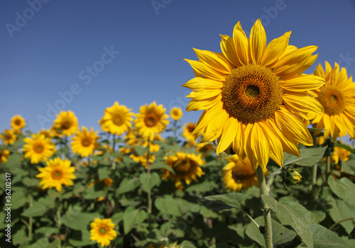 Sunflowers landscape