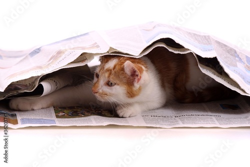 Canvas Print junge katze versteckt in Zeitung