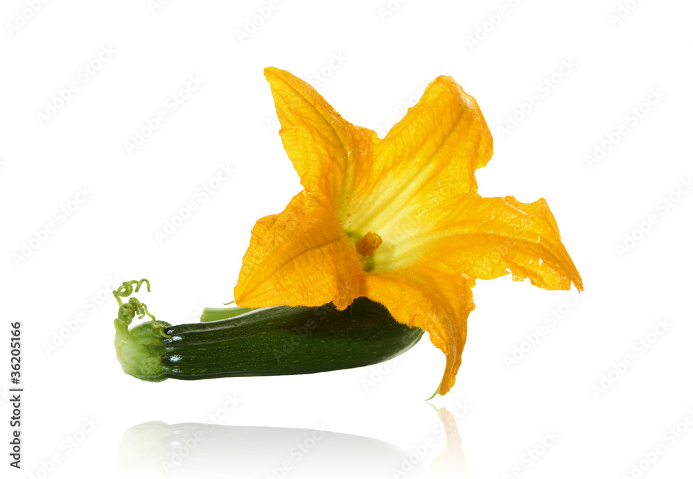 Fototapeta premium marrow plant