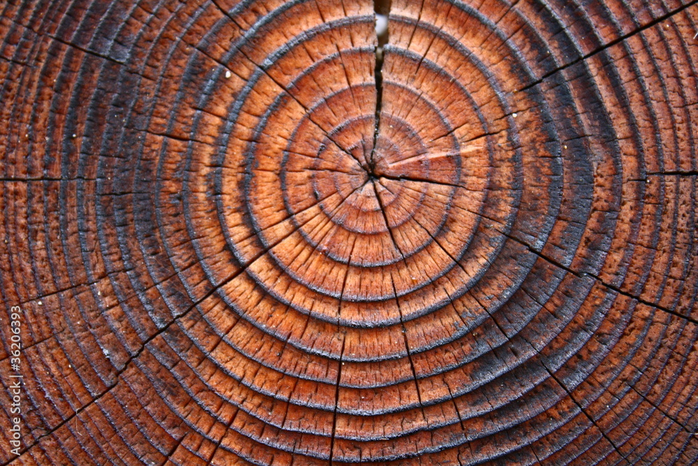 Fototapeta premium 木纹