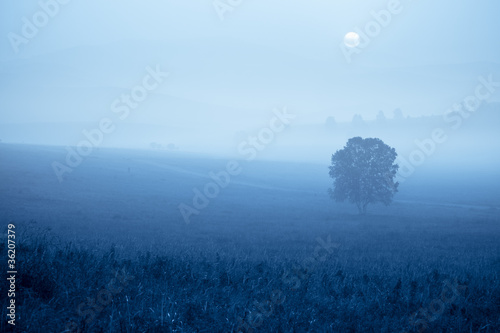 grassland in fog