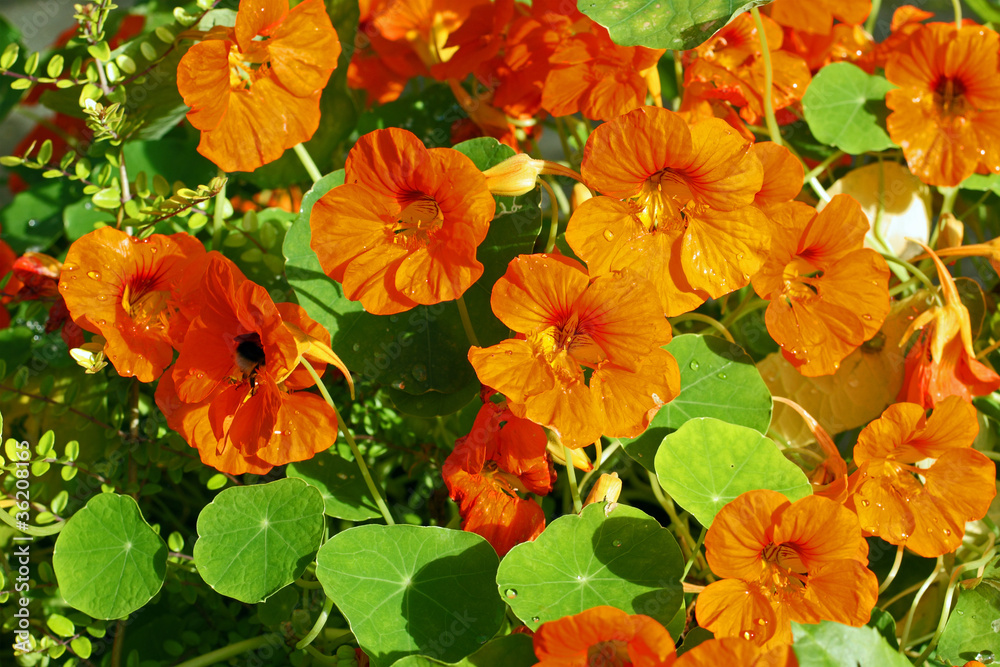 Obraz premium Orange nastirtium blooming in the garden