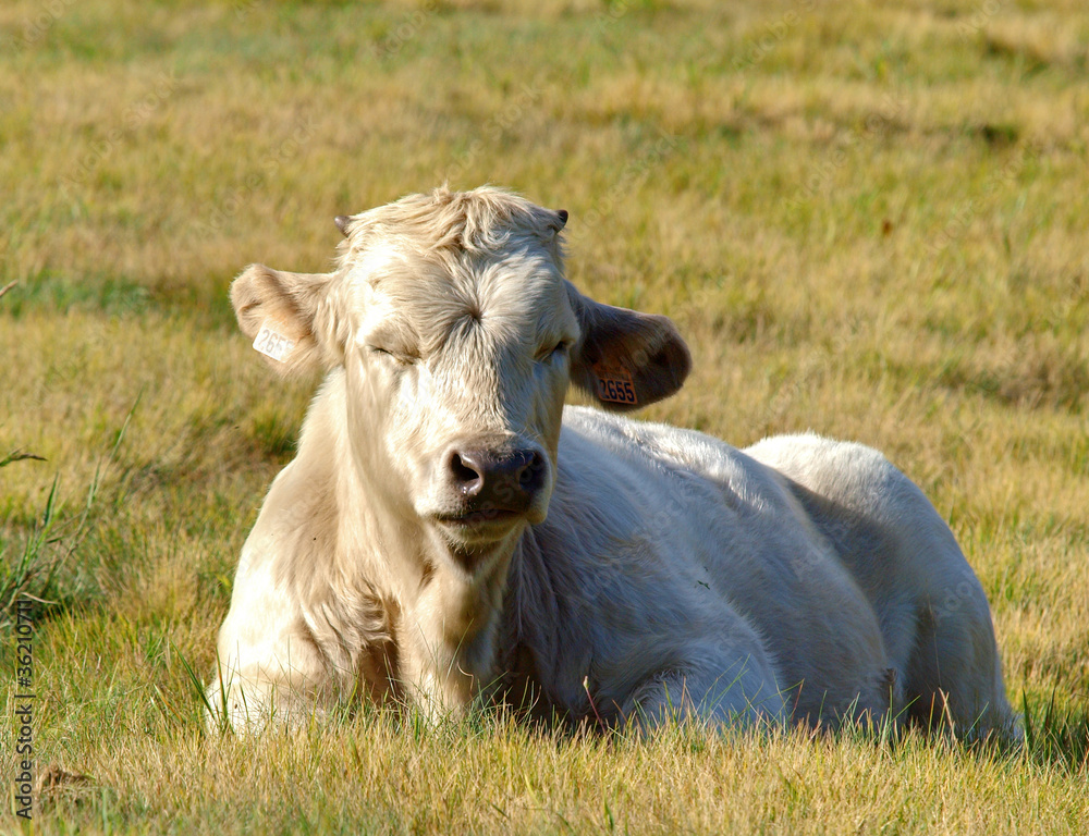 VACHE AU REPOS