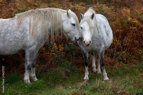 Wild Welsh Ponies
