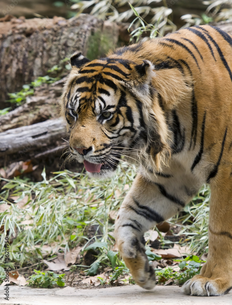 Royal bengal tiger