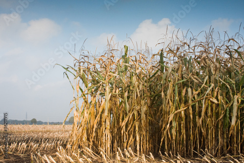 Maize field in autumn, partly harvested