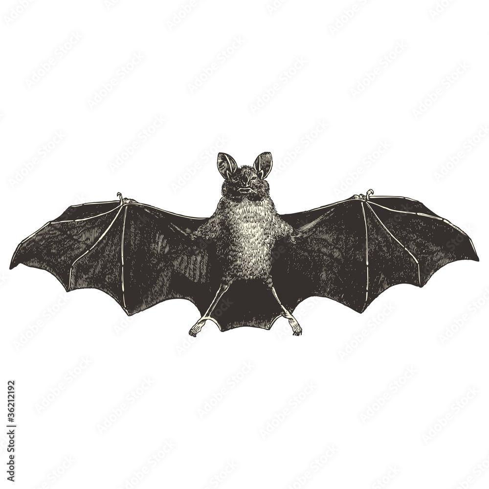 Chauve Souris