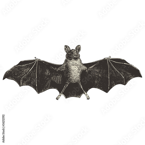 Chauve Souris