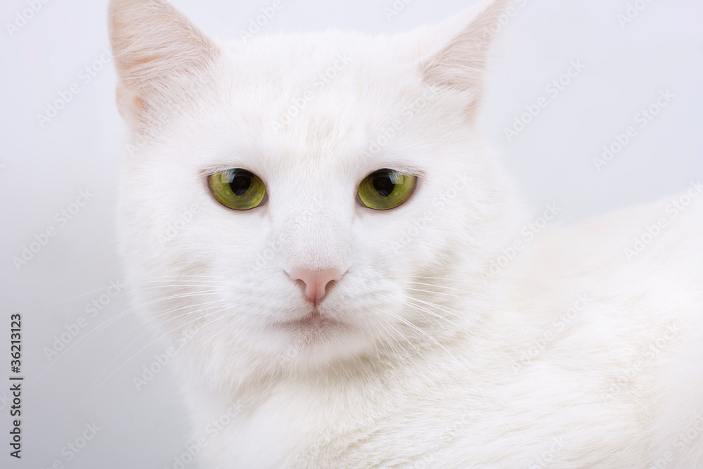 Young beautiful white cat