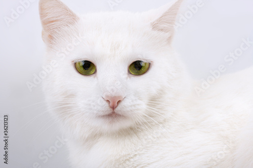 Young beautiful white cat