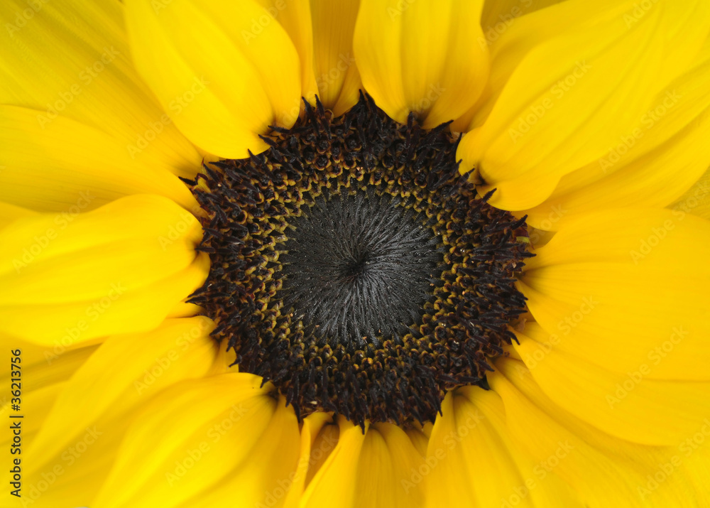 Obraz premium Sunflower