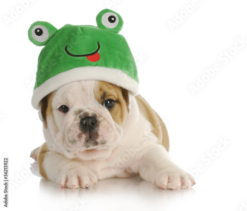 puppy frog