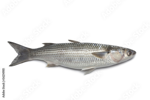 Whole fresh grey mullet