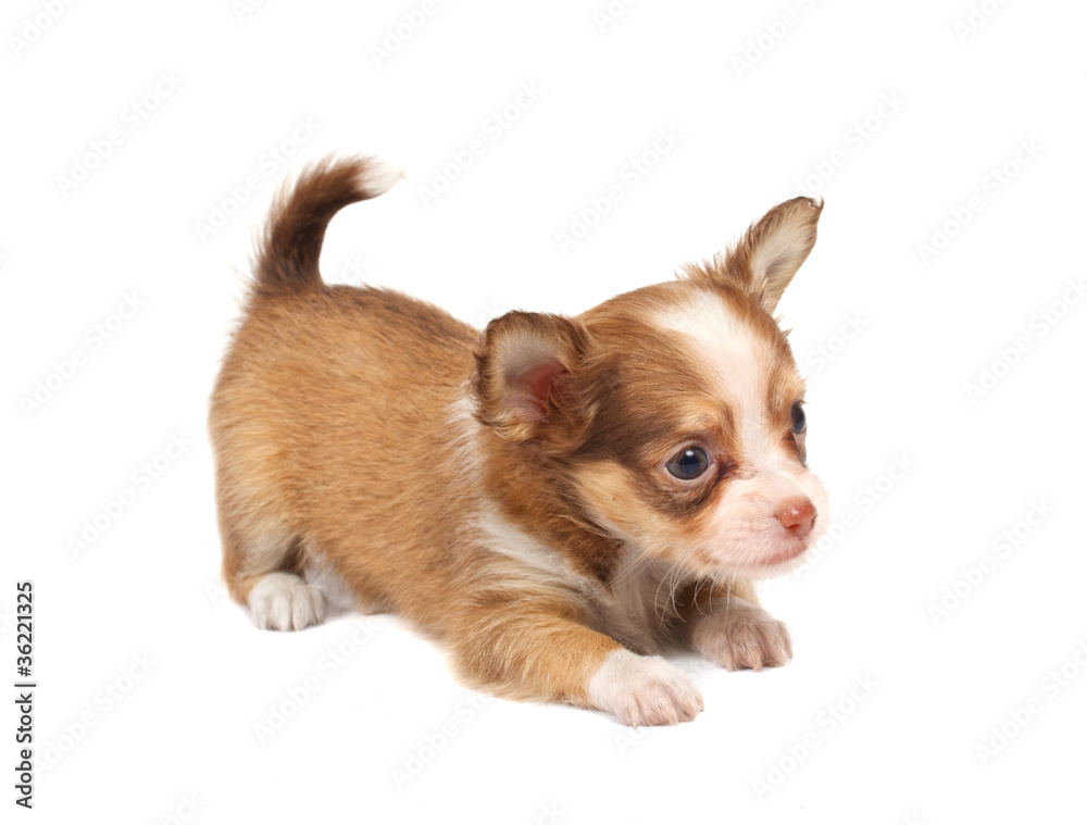 portrait of a cute purebred puppy chihuahua in front of white ba portrait of a cute purebred puppy chihuahua in front of white ba
