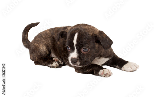 portrait of a cute purebred puppy chihuahua in front of white ba