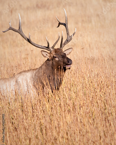 Bull Elk © Jean-Edouard Rozey