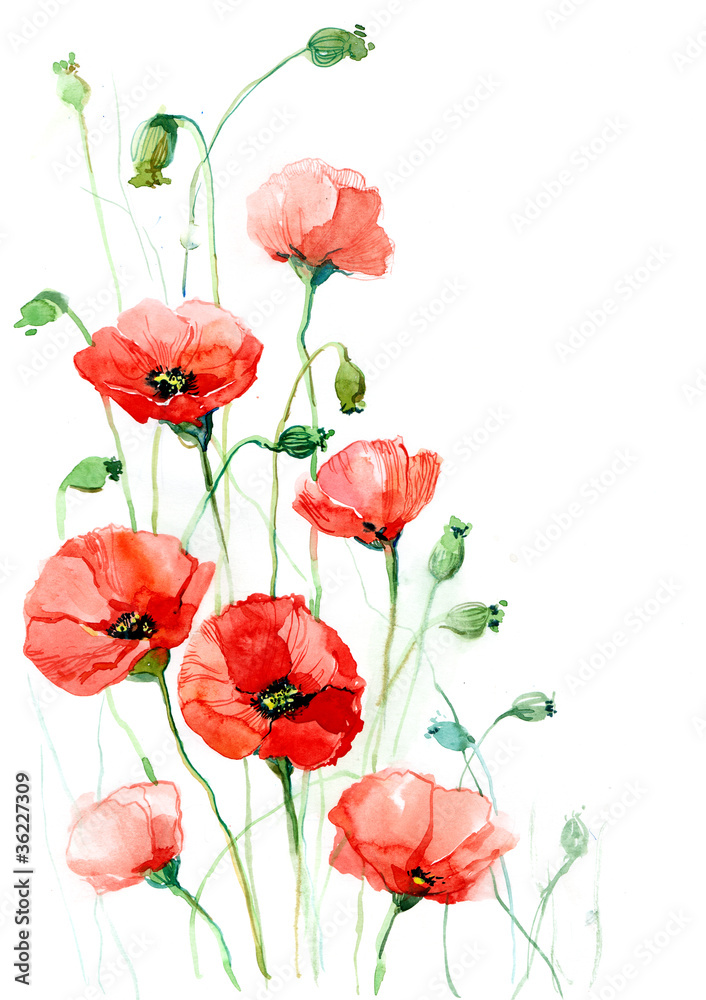 poppies (series C)